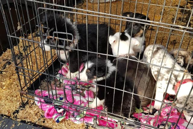 Cute but dying: None of the puppies smuggled by cruel Stephen McCrea had been vaccinated - three had to be put down
Pic: Scottish SPCA