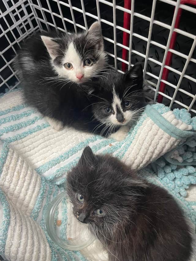 kittens