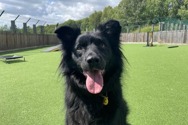 Crossbreed - aged 5-7 - male. Monty lived on the streets of Romania and needs basic training and someone who can help him settle to life at home.
