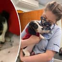 Reggie has made an incredible recovery from parvovirus, an often fatal disease for dogs.