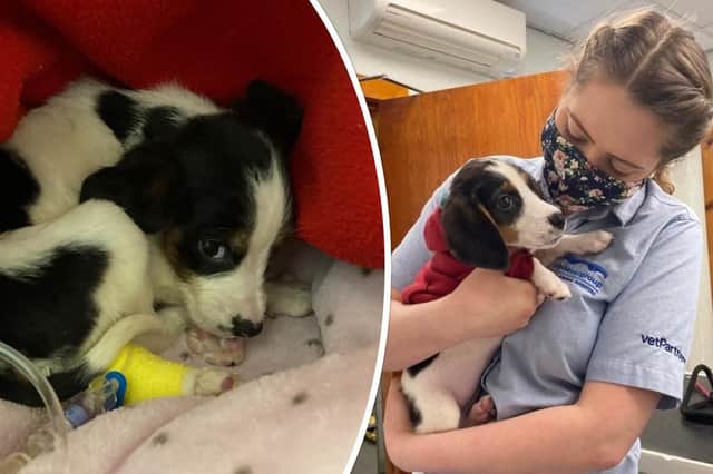 Reggie has made an incredible recovery from parvovirus, an often fatal disease for dogs.