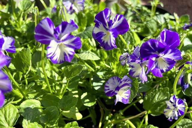 A wide range of perennials are now available, most priced at just £2.50.
