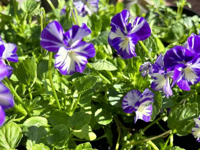 A wide range of perennials are now available, most priced at just £2.50.