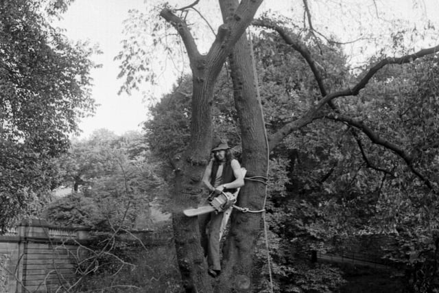 A Forestry Commission tree surgeon uses a chainsaw to remove the infected limb of a tree with  Dutch Elm Disease, which threatened Kelvingrove Park in September 1975.