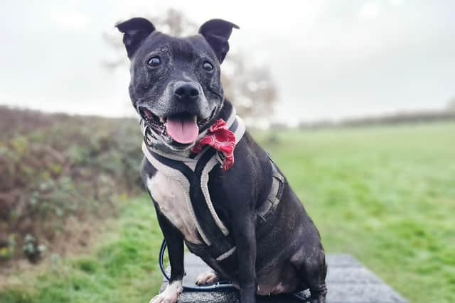 We spotted lovely Cheeka showing off her new bandana! She’s a fun and energetic nine-year-old Staffordshire Bull Terrier who loves being around her human friends. She’s not looking to share her home with any other pets or children, but in an active adult home she will definitely flourish, and she’s guaranteed to make you smile every day!