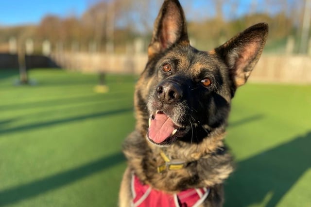 German shepherd - 5-7 years old - female. Daphne is super sweet once she gets to know you, but she needs time to build up trust.