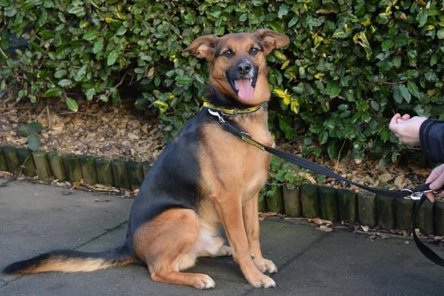 Male - German Shepherd Dog - aged 8 and over. Jonny has been in care before. He needs an owner who will train him and who will be committed.