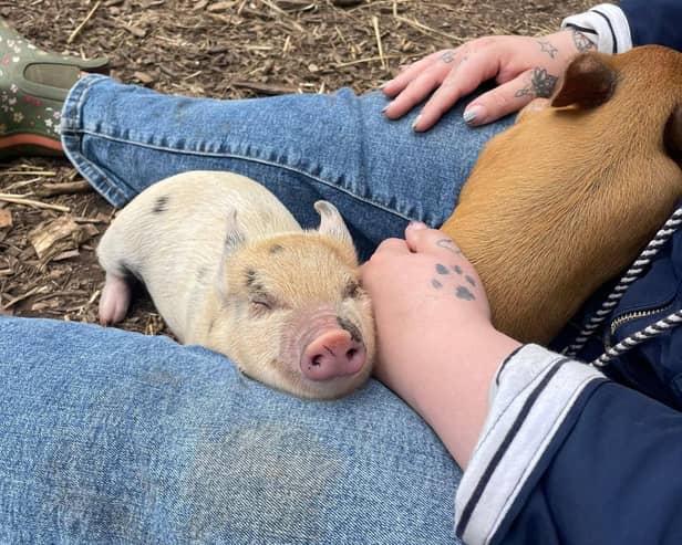 Miniature pigs make amazing pets - Animal News Agency