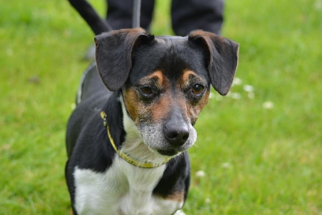 Jack Russell Terrier - aged 5-7 - male. Finnick needs a quiet home where he can be trained and settle.