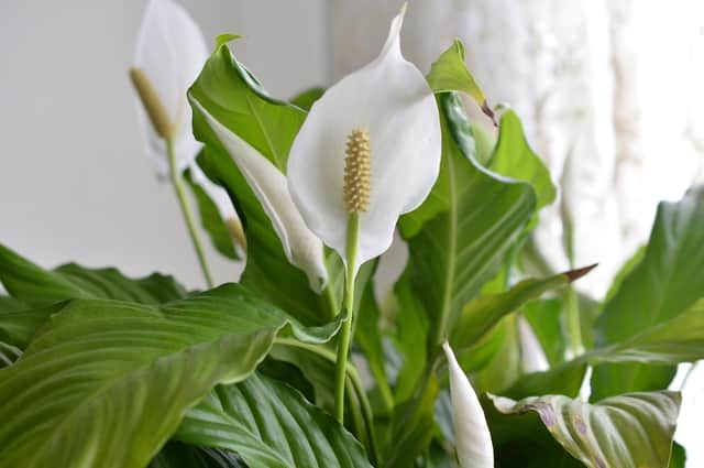 According to feng shui, peace lilies help to create a calm and harmonious environment (photo: Adobe)