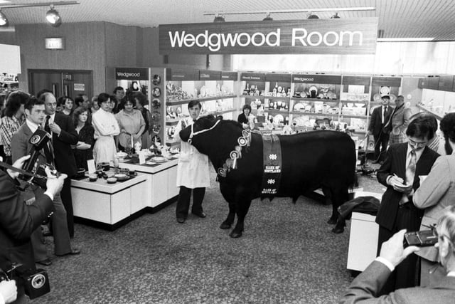 Bull in a China Shop - an Aberdeen Angus ('Pinky') in a publicity stunt at Daly's store in Sauchiehall Street, September 1979.