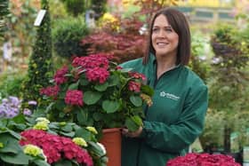 Dobbies will host free workshops on summer plant care throughout July.