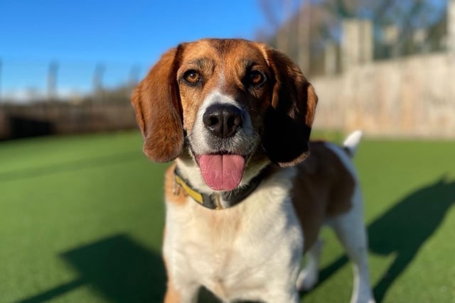 Female - Beagle - aged 5-7. Jess would prefer to be the only pet in the house, and can't live with kids.