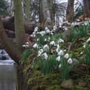 Cambo snowdrops adorn the banks of the river