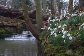 Cambo snowdrops adorn the banks of the river