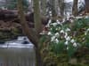 Fife's beautiful gardens open their gates to Scottish Snowdrop Festival