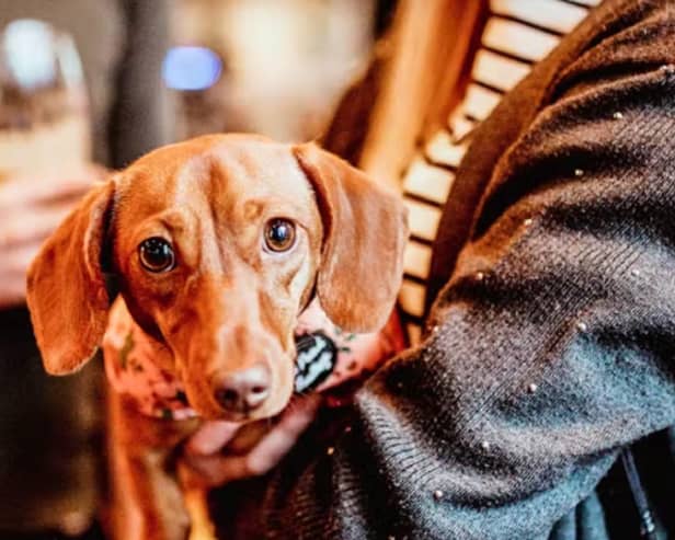 Sausage Dog  