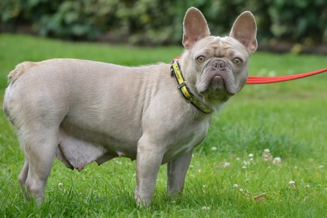 French bulldog - aged 2-5 - female. A cute and cuddle lady who is very popular.