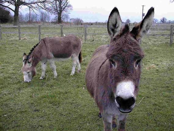 Donkeys will be sheltered