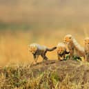 Cute cheetah cubs venture out in the sun in the Masai Mara, Kenya. captured by Paul McDougall on one of his photo tours  - Paul McDougall / Animal News Agency