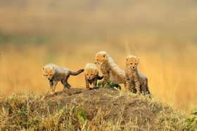 Cute cheetah cubs venture out in the sun in the Masai Mara, Kenya. captured by Paul McDougall on one of his photo tours  - Paul McDougall / Animal News Agency