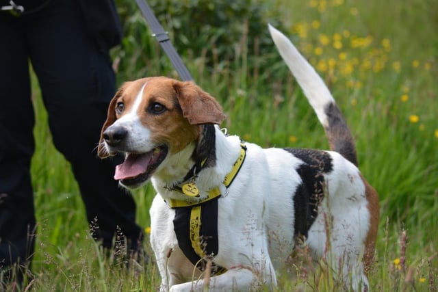 Foxhound - aged 5-7 - male. Vinnie likes to make friends but needs help developing his social skills.
