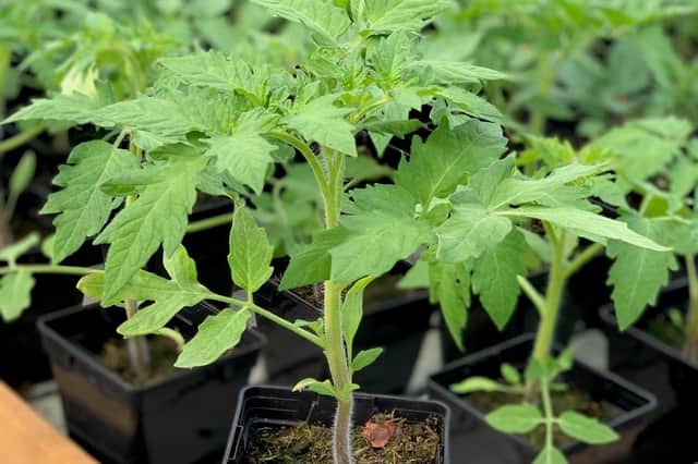 Ready for replanting in your garden, you'll find many species this Saturday and Sunday in Lanark.