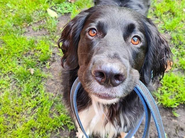 The Big Dog Walk takes place on August 22