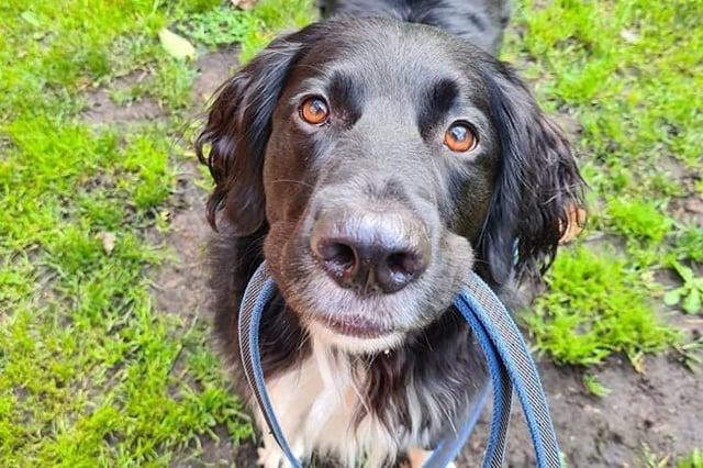 The Big Dog Walk takes place on August 22