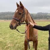 Willie Young Jnr had been poised to step in and rescue Fife point-to-point