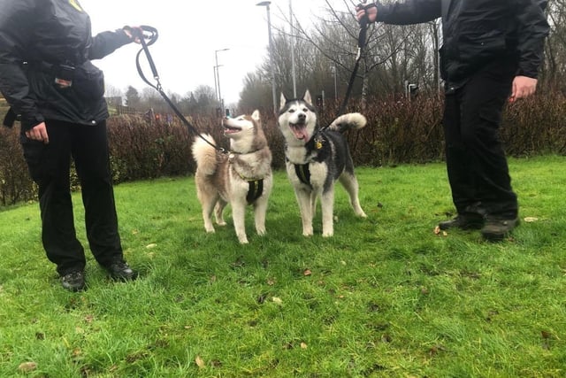 Female and Male - Siberian Husky - aged 5-7 years. Dakota and Niko came in as strays and are good friends and must be kept together.