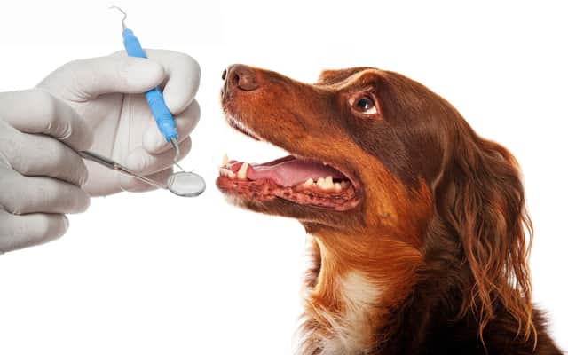To maintain your dogs dental hygeine see your vet (photo: Adobe)