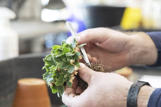 RBGE has launched a new campaign to raise awareness on plant health
