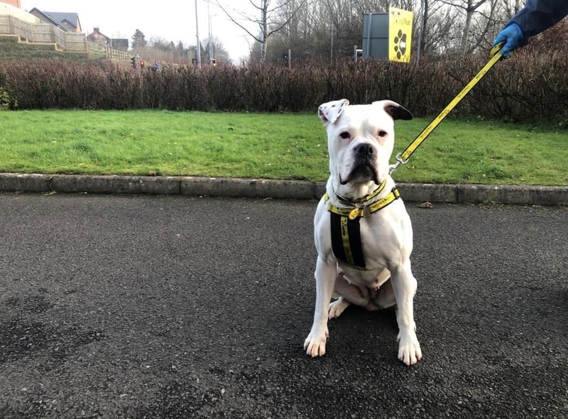 American Bulldog - female - aged 5-7. Mary is super friendly and needs lots of attention.