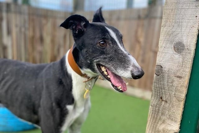 Male - Greyhound - aged 2-5. Marco has spent his whole life in kennels and needs a patient family. He can live with kids aged 12 and over, as well as with dogs of a similar size and calm temperament.