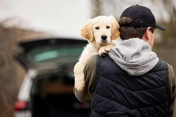 Dog thefts 2022: 17 most stolen dog breeds in the UK including Labradors, Cocker spaniels, Pugs & Huskies 