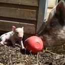 Miniature pigs can make amazing pets - Animal News Agency