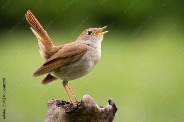 The nightingale is one of the birds which have increased. Photo: Adobe