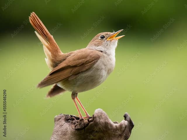 The nightingale is one of the birds which have increased. Photo: Adobe