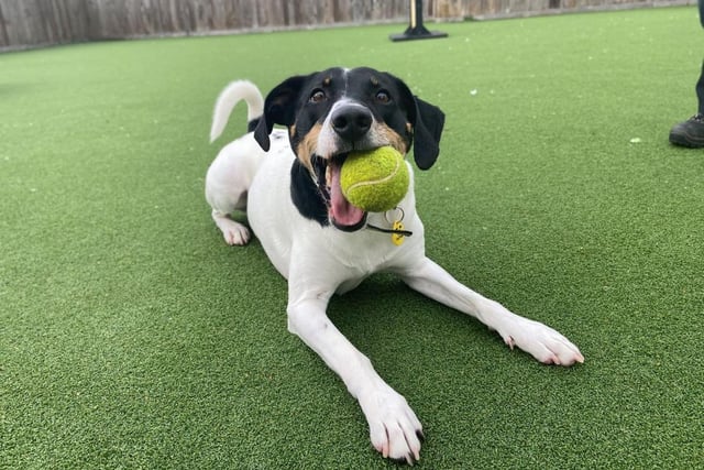Jack Russell Terrier Cross - aged 5-7 - male. Jasper is an intelligent boy who likes learning new tricks.