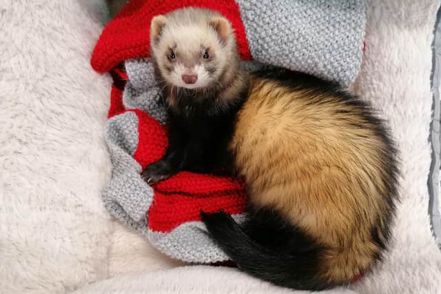 Tumble is one of the ferrets that is currently looking for a new home.