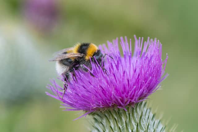 The new campaign is asking people to take simple, quick micro-actions to make their area more bumblebee-friendly. (Photo: Pieter Haringsma)