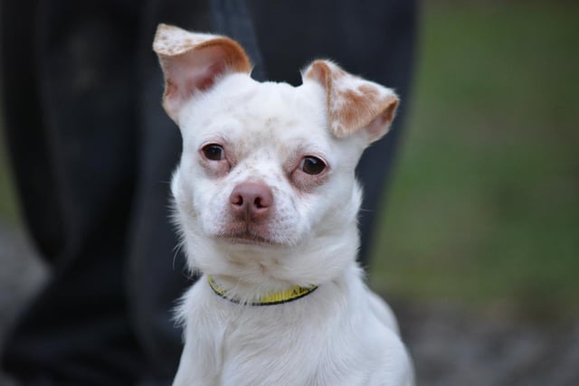 Crossbreed - male - aged 1-2. Jack is a sweetie but has missed out on a lot of life experiences due to his last owner's ill health.