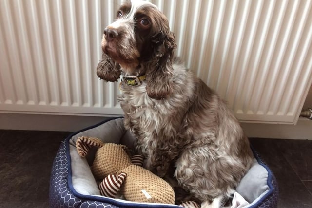 Cocker spaniel - aged 8 and over - female. A sweet girl who needs help socialising with other dogs.
