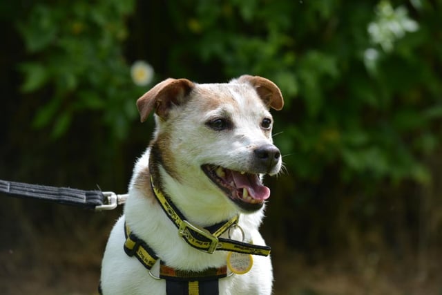 Jack Russell Terrier - aged 8 and over - male. Louie is full of excitement but looking for a semi-retirement home.
