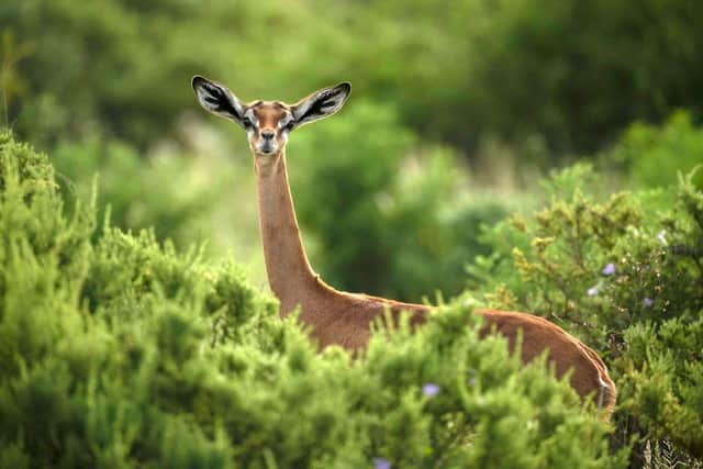 A gerenuk poses for photographer Paul McDougall during one of his Green Season tours of Kenya - Touch The Wild