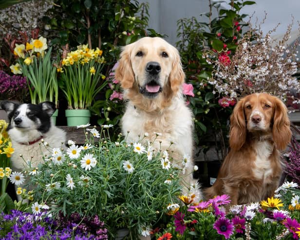 Dogs Paddy, Nellie and Romeo at Dobbies’ Glasgow store