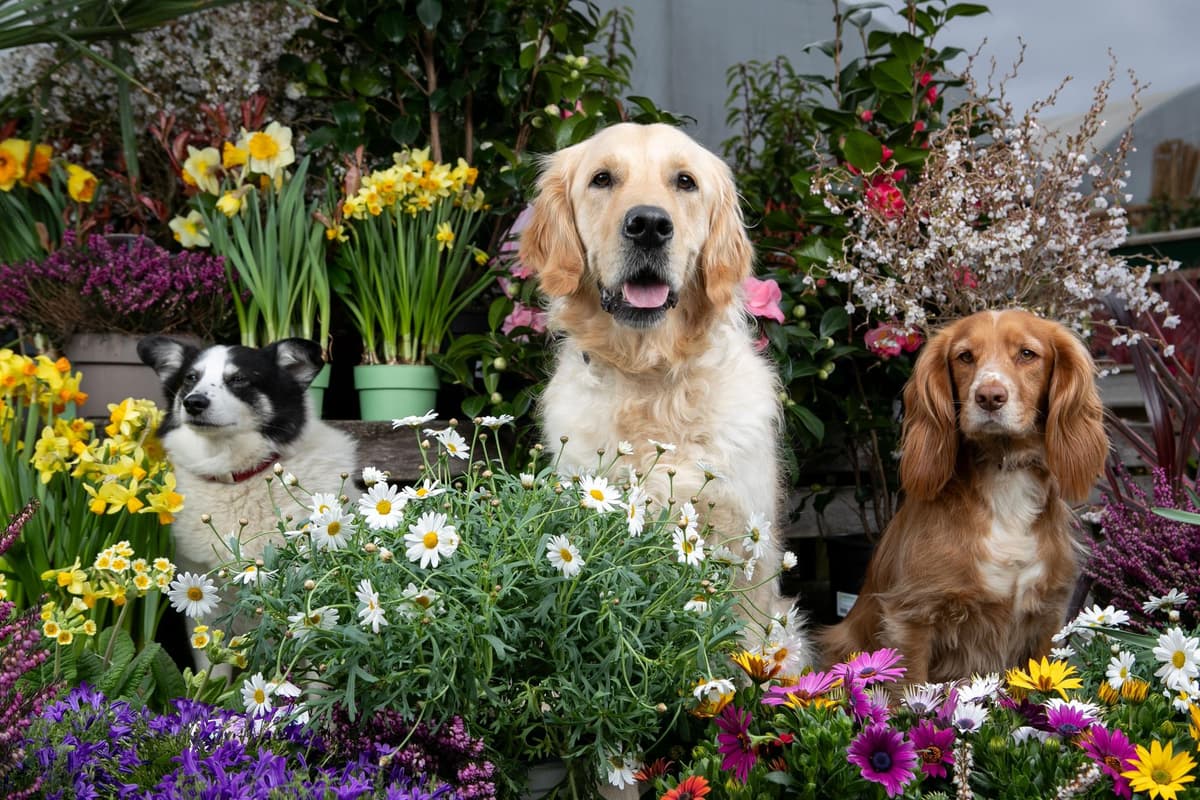 Glasgow Garden Centres: 6 of the best garden centres in and around Glasgow, including Dobbies