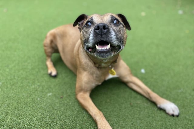 Staffordshire Bull Terrier - aged 8 and over - female. Roxanne is a sweet older lady who can be cautious around new people, but she has lots of energy.