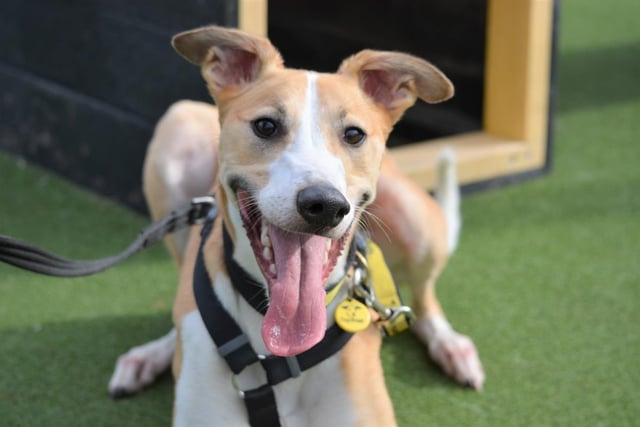 Lurcher - aged 1-2 - male. Clay has had ups and downs and needs a committed owner who will train him up.